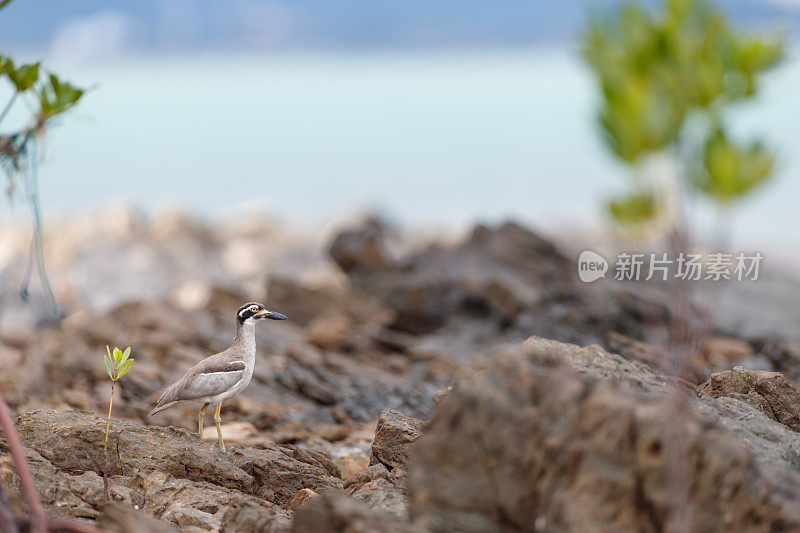 厚膝鸟:成年海滩厚膝或海滩石鸻(Esacus magnirostris)ใ